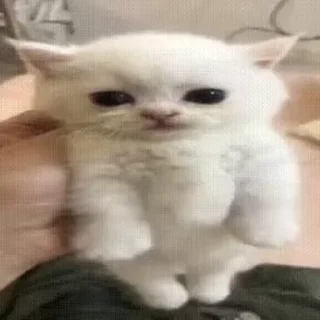 Video sticker 😐 lowww