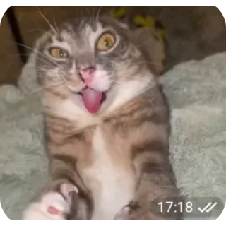 Telegram sticker 🐱 ooleg.