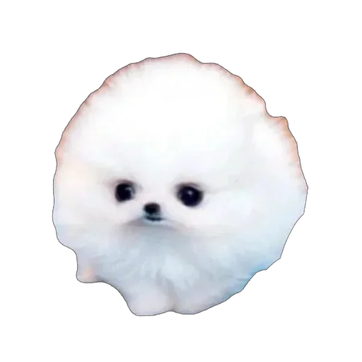 Telegram stiker ❤ pushee