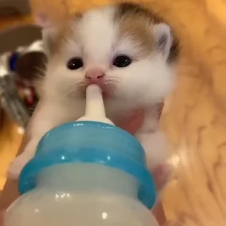 Video sticker 😗 @sticksbb <— больше стиков💓💘💞