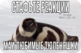 Video sticker 🦭 ·˚ ༘ @silly_seall_bot ‧₊˚