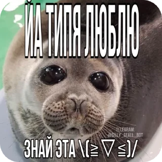 Video sticker 🦭 ·˚ ༘ @silly_seall_bot ‧₊˚