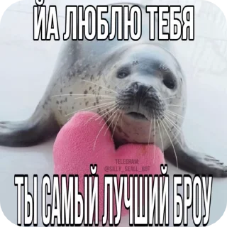 Video sticker 🦭 ·˚ ༘ @silly_seall_bot ‧₊˚