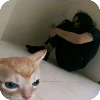 Video sticker 🐱 Больше стиков тут: @stikery4