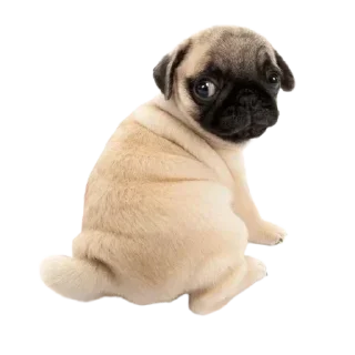 Telegram sticker 🥺 @round_stickers