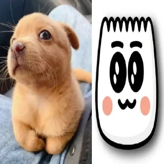 Video sticker ☺️ собакены и много котекоф :: @fStikBot