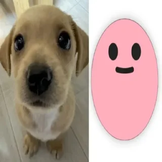 Video sticker 😊 собакены и много котекоф :: @fStikBot