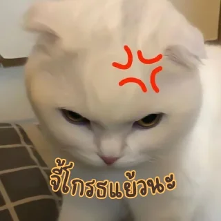 Telegram sticker 😡 เบนจี้หรือเบนจิ
