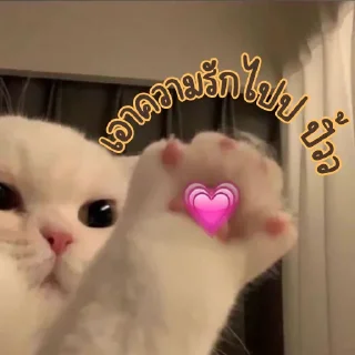 Video sticker ❤️‍🔥 เบนจี้หรือเบนจิ