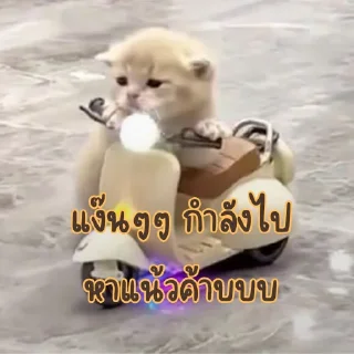 Video sticker ❤️ เบนจี้หรือเบนจิ