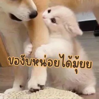 Video sticker 😋 เบนจี้หรือเบนจิ