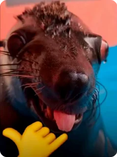 Video sticker 🤙 🌟СОЗДАВАЙ СТИКЕРЫ @stikery_3