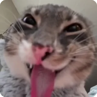 Video sticker 😝 🎁 Получай @Podarok_9 за отправку стикеров