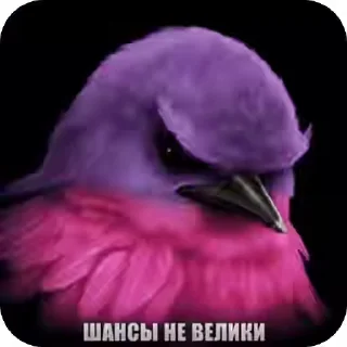 Video sticker 🐦‍⬛️ 🎄Подарок за игру @StarsGame2