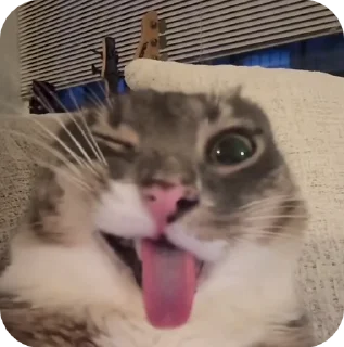 Video sticker 😜 🎁 ЗАБЕРИ УЖЕ @Podarok_9