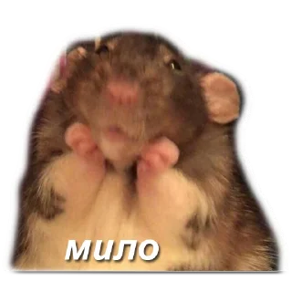 Sticker 🥺 хомяки и не только