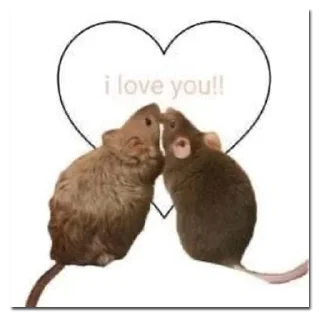 Video sticker ❤️ хомяки и не только