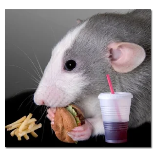 Video sticker 🍔 хомяки и не только