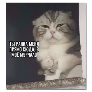 Telegram sticker 😢 хомяки и не только