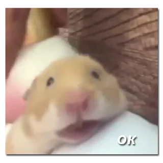 Telegram sticker 👌 хомяки и не только