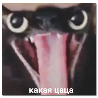 Telegram sticker 😍 хомяки и не только