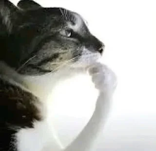 Telegram stiker 🤔 holy reaction