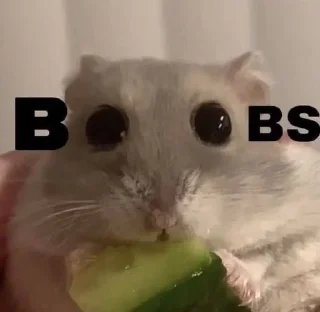 Video sticker 🌟 Цей во, ти хорні? :: @fStikBot
