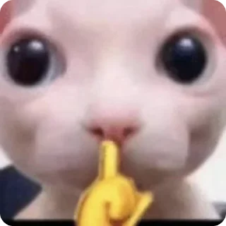 Video sticker 👀 Skam pack v2 :: @fStikBot