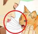 Sticker 😧 Wikihow Cats