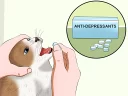 Video sticker ☹️ Wikihow Cats