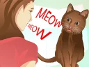 Video sticker 😾 Wikihow Cats