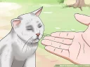 Video sticker 😕 Wikihow Cats