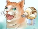 Telegram sticker 😡 Wikihow Cats
