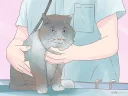 Telegram sticker 😺 Wikihow Cats