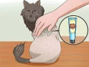 Telegram sticker ✂️ Wikihow Cats