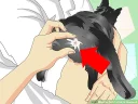Telegram sticker ⭐️ Wikihow Cats