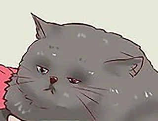 Telegram sticker 😞 Wikihow Cats