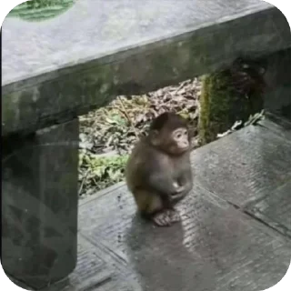 Video sticker 😕 оыжая кормит 😛 @wissan1