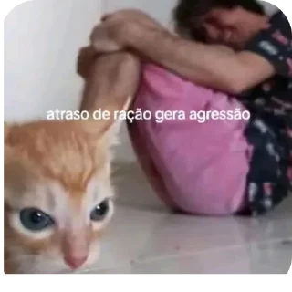 Video sticker 🐱 Gato