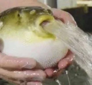 Video sticker 🤮 yep::fav png