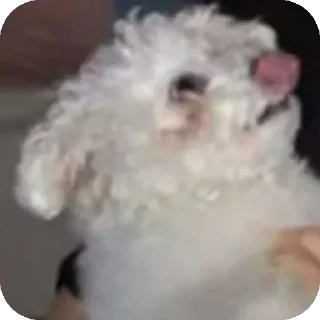 Video sticker 😋 Буба🐶❤ @YtkaKysaka
