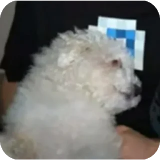 Video sticker 😵 Буба🐶❤ @YtkaKysaka
