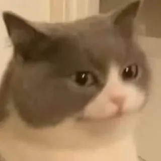 Telegram stiker 🙂 @Shocked634311 STICKER JEMBOT