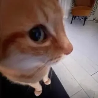 Telegram sticker 🤨 @thisallvirus • @theallvirus