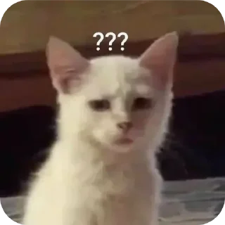 Video sticker 🐱 🤠👺@kirxt_mehra