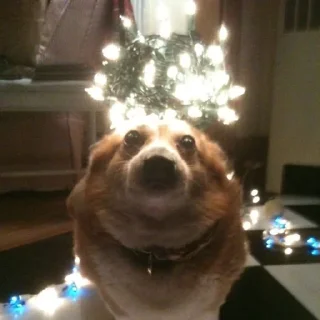 Telegram sticker 🌟 корги песик :: @fStikBot