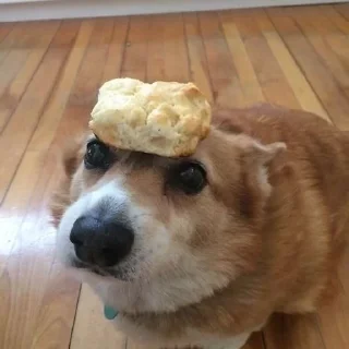 Telegram sticker 🌟 корги песик :: @fStikBot