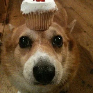 Telegram sticker 🌟 корги песик :: @fStikBot