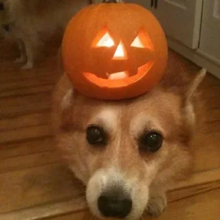 Telegram sticker 🌟 корги песик :: @fStikBot