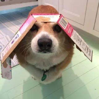 Telegram sticker 🌟 корги песик :: @fStikBot